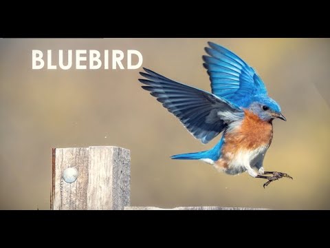 Interesting Birds at Pope Farm Conservancy: Bluebirds