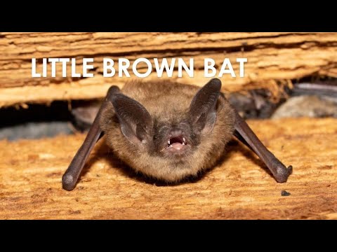 Interesting Mammals at Pope Farm Conservancy: Little Brown Bats