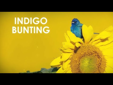 Interesting Birds at Pope Farm Conservancy: Indigo Buntings