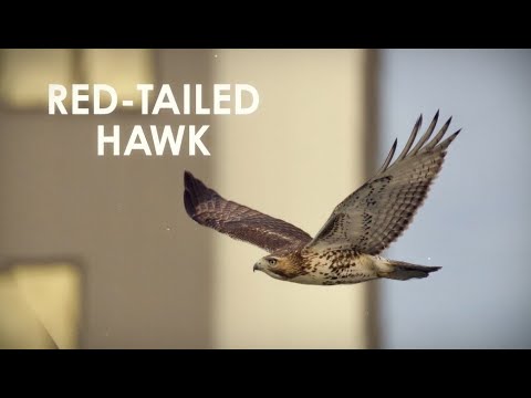 Interesting Birds at Pope Farm Conservancy: Red-Tailed Hawks
