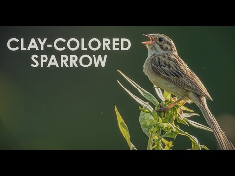 Interesting Birds at Pope Farm Conservancy: Clay-Colored Sparrows