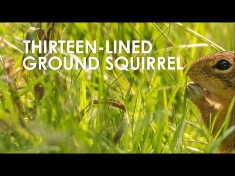 Interesting Mammals at Pope Farm Conservancy: Thirteen-lined Ground Squirrels