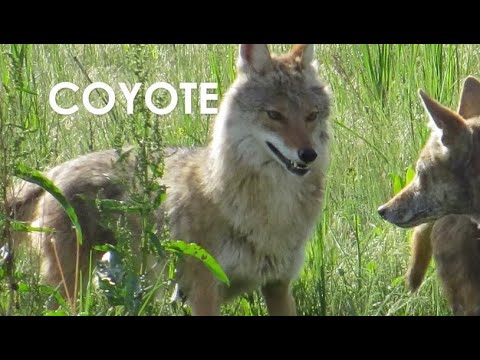 Interesting Mammals at Pope Farm Conservancy: Coyotes