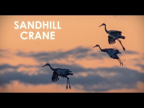 Interesting Birds at Pope Farm Conservancy: Sandhill Cranes
