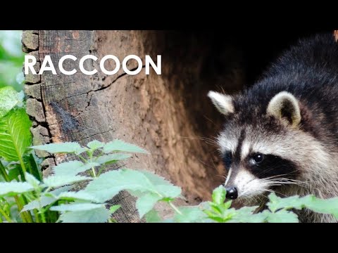 Interesting Mammals at Pope Farm Conservancy: Raccoons