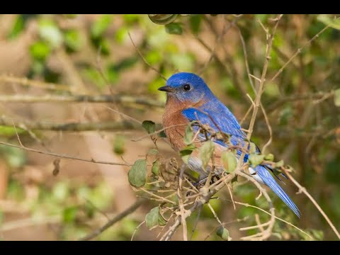 Virtual Talk: Attracting Eastern Bluebirds to Your Yard