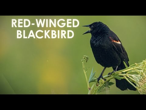 Interesting Birds at Pope Farm Conservancy: Red-Winged Blackbirds