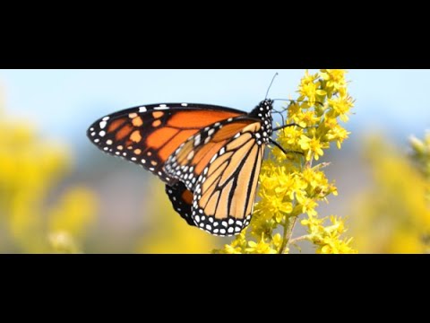 Virtual Talk: Monarch Butterfly Habitat and Migration