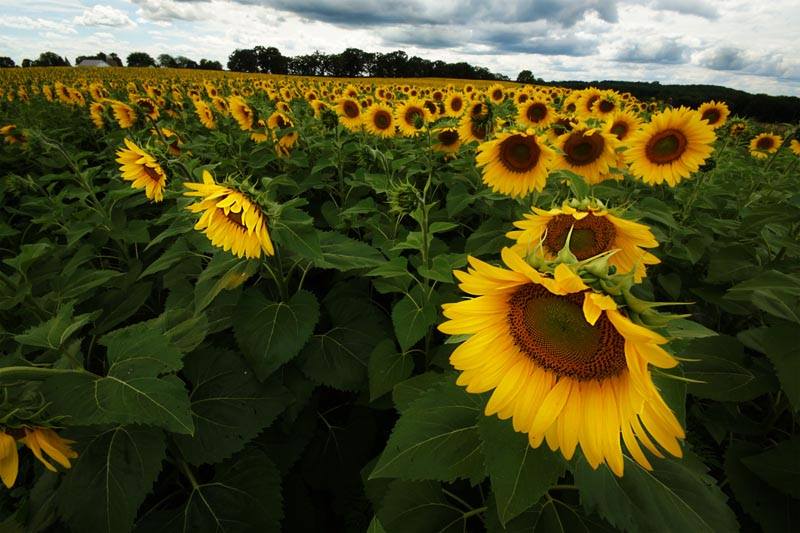 8.17.17-sunflowrs