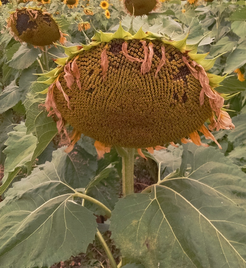 Sunflower wilting