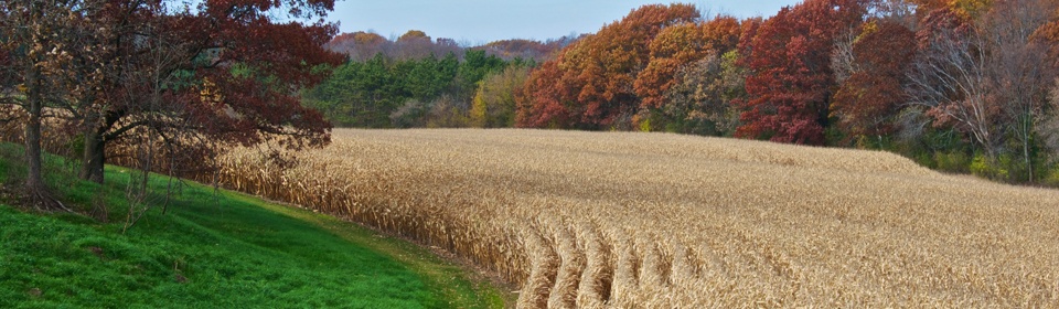 Home Page – Corn Field in Fall Colors