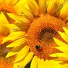 home-page-sunflower-update