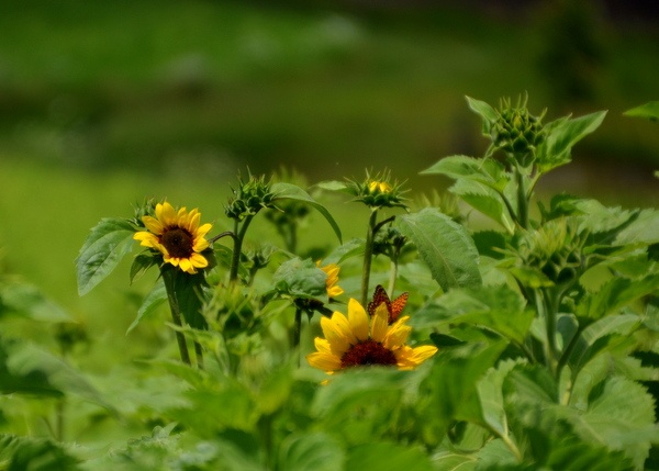 First sunflower to bloom