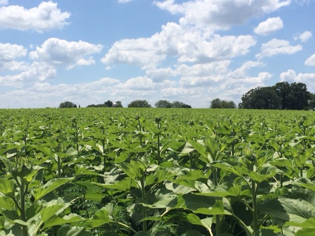 sunflowers-7.24.15