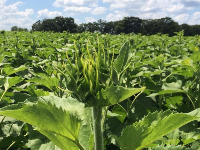 sunflowers2-7.24.15