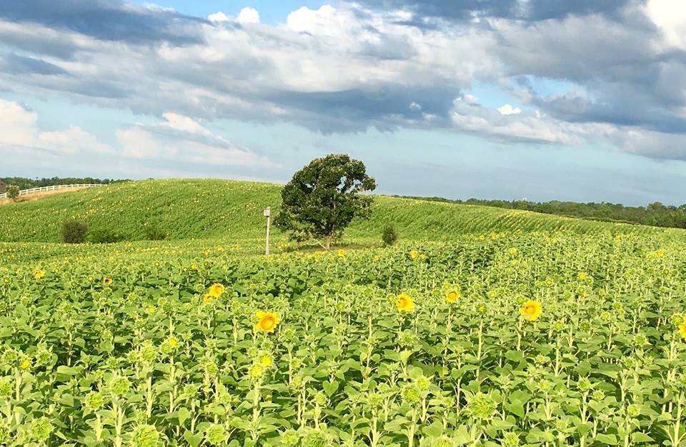 7.20.16-sunflower-update