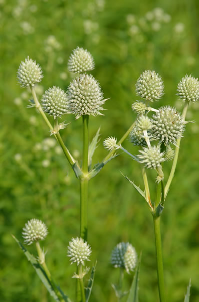 rattlesnake-master