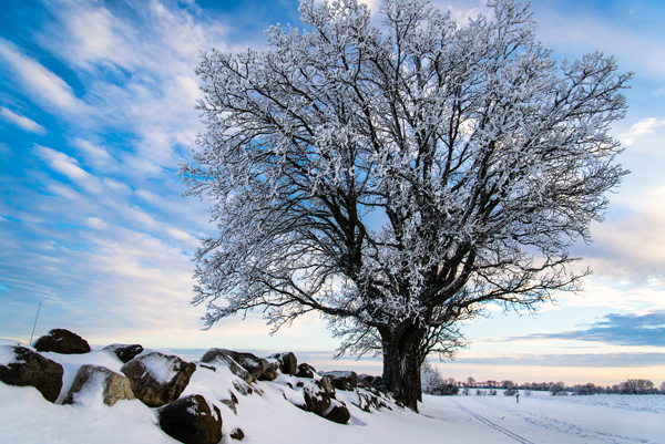 Aaron Leist – Oak Tree Snow on fence