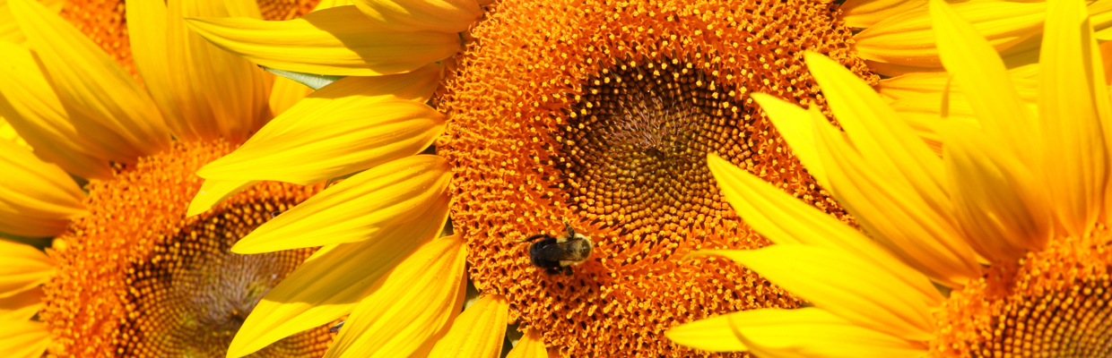 Slideshow sunflower-bee