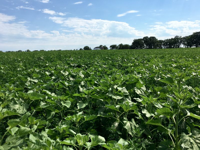 sunflower-field 7.21.17 – v2