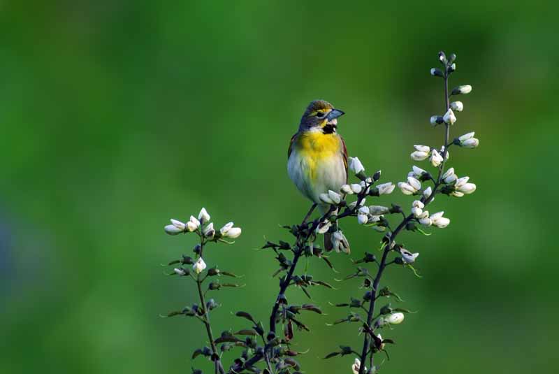 Spring Birding Tour – Mike McDowell