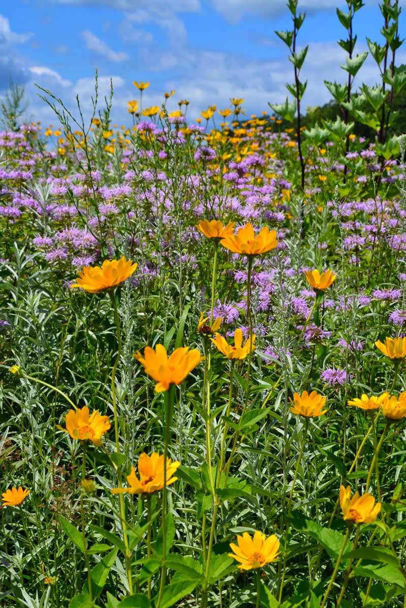 Wildflowers in the conservancy – Janie Starzewski