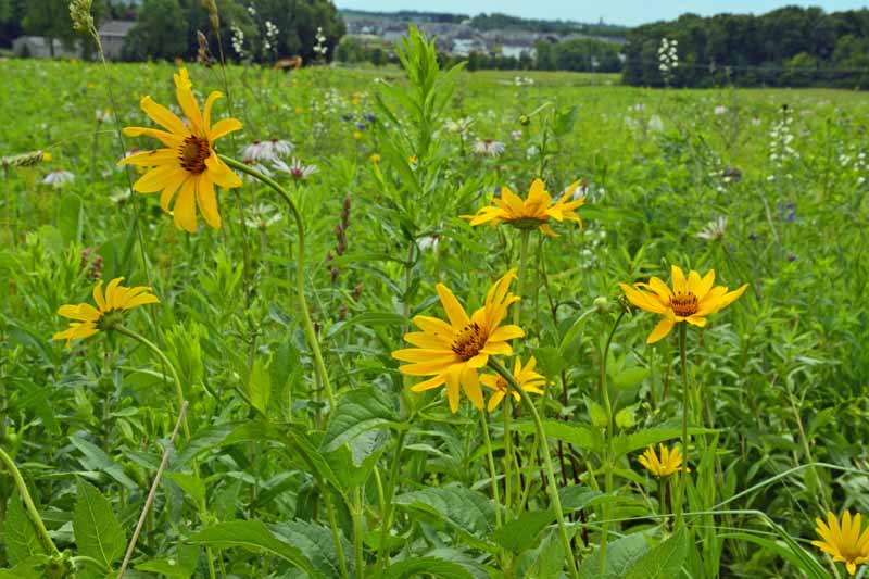 wildflowers – janie starzewski