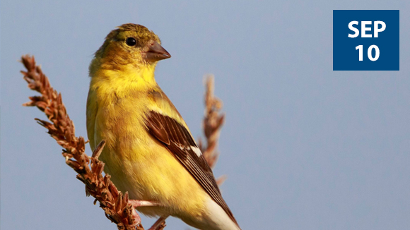 fall-birding-tour