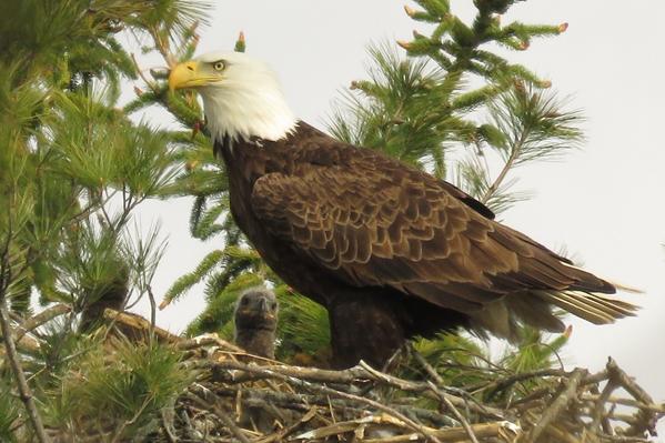 Adult 2 chicks_Mitch Spillane