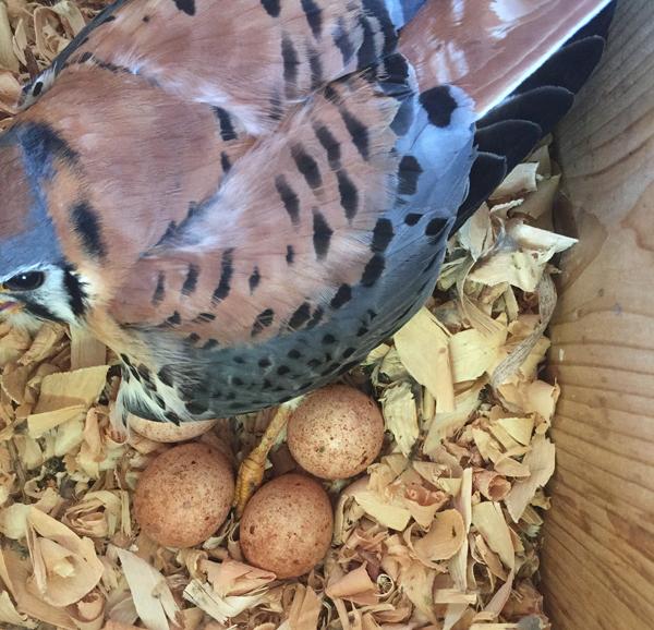 Kestrel incubating – Pat Ready
