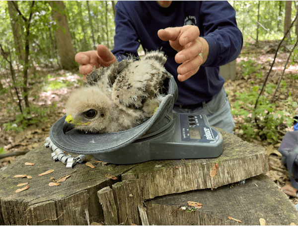 red shoulder chick – Arlene Koziol