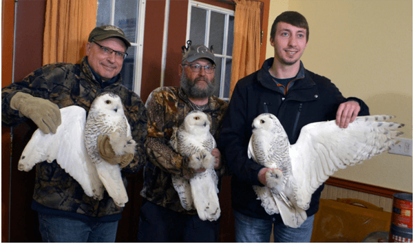 snowy owls – Richard Armstrong