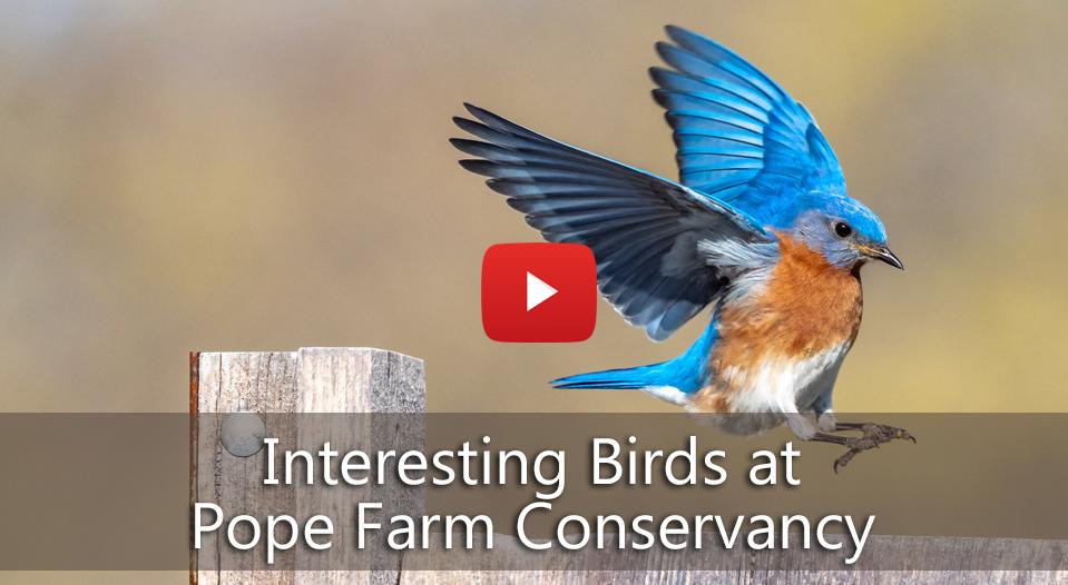 bluebirds