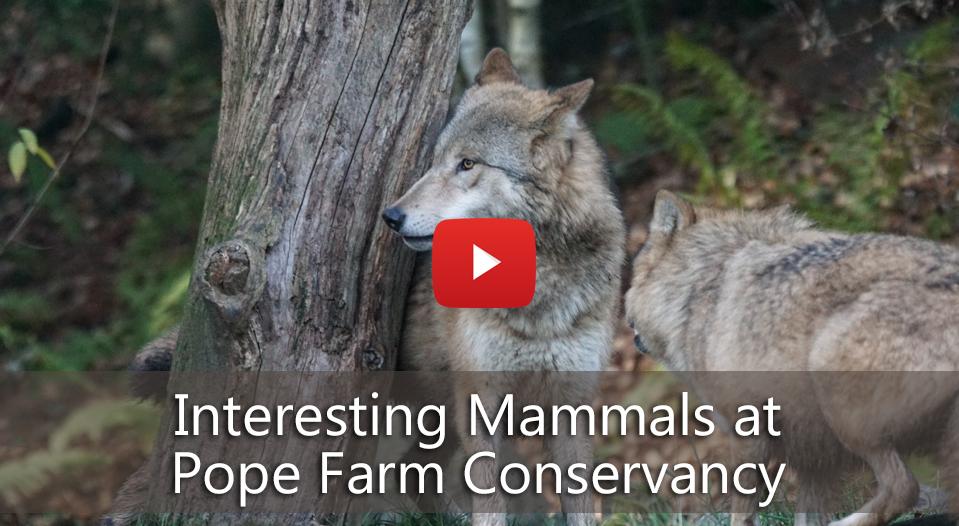 mammals