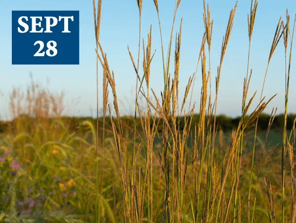 Sept 28, 2024: “Prairies in Seed” – A Fall Prairie Walking Tour at PFC ...