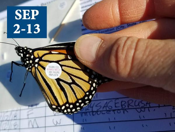 monarch tagging 2025 - Friends of Pope Farm Conservancy